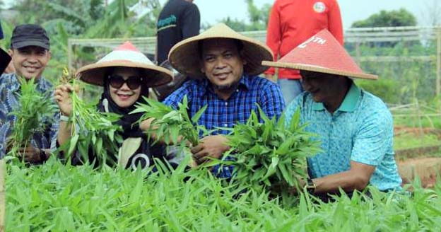 Pj Walikota Nurdin Bersama KWT Panen Sayuran di Jatiuwung