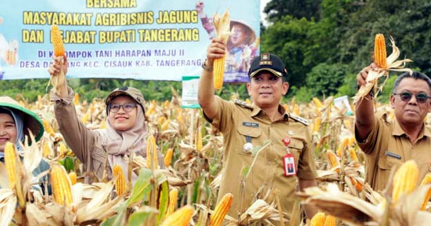 Pj Bupati Tangerang Lakukan Panen Jagung Hibrida di Cisauk