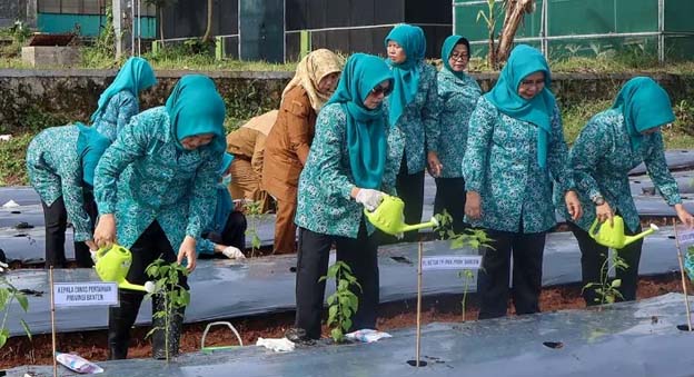 PKK Provinsi Banten Tanam 16.600 Bibit Cabai Serentak