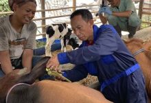DKP Kota Tangerang Masifkan Pemberian Vaksin Hewan Ternak