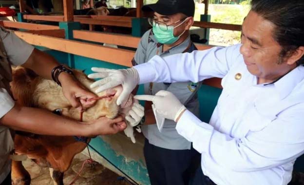 Pemprov Monitoring Kesehatan Hewan Kurban di se-Banten