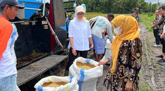 Penyerapan Gabah dan Beras oleh BULOG Tembus 30.000 Ton