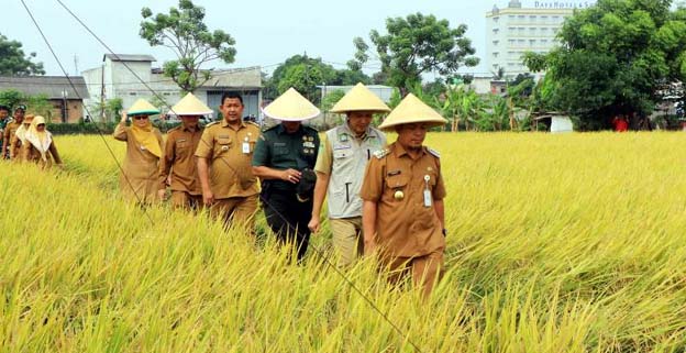 Kota Tangerang Berhasil Produksi Panen 750 Ton Padi