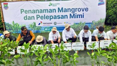 Pemkab Tangerang Tanam Mangrove di Desa Ketapang