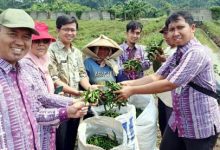 Petani Kota Tangerang Sukses Panen 4.341 Kg Cabai di 2024