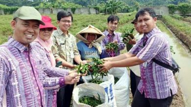 Petani Kota Tangerang Sukses Panen 4.341 Kg Cabai di 2024