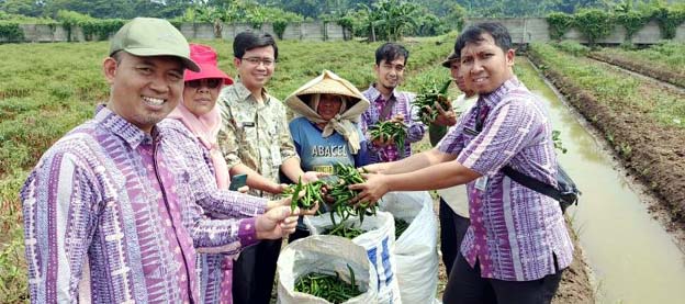 Petani Kota Tangerang Sukses Panen 4.341 Kg Cabai di 2024