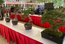 RUBI Gelar Gebyar Bonsai Memeriahkan HUT ke-32 Kota Tangerang