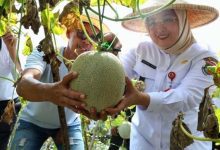 Perkuat Ketahanan Pangan, Wabup Tangerang Panen Buah Melon