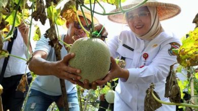 Perkuat Ketahanan Pangan, Wabup Tangerang Panen Buah Melon