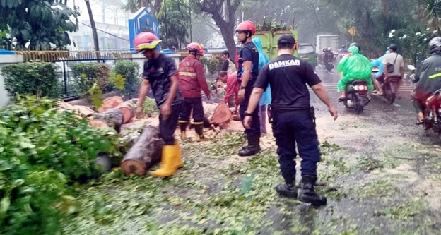 BPBD Kota Tangerang Tangani Pohon Tumbang di Jalan TMP Taruna