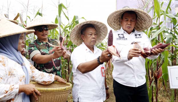 Bupati Tangerang Panen Bersama Jagung Pulut di Desa Kaliasin
