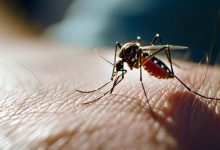Waspadai DBD Saat Musim Kemarau, Nyamuk Aedes Aegypti Justru Lebih Cepat Berkembang