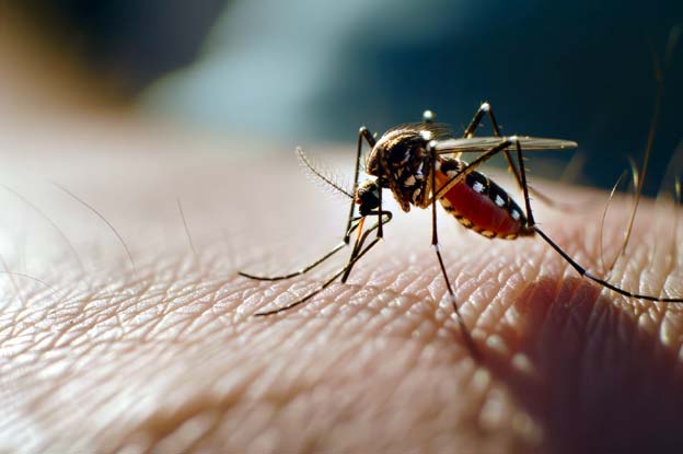 Waspadai DBD Saat Musim Kemarau, Nyamuk Aedes Aegypti Justru Lebih Cepat Berkembang