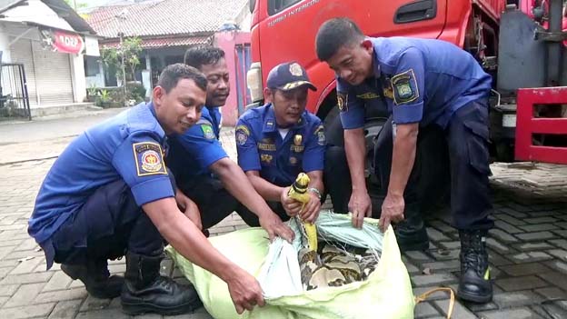 Petugas Damkar Ciledug Berhasil Evakuasi Ular Piton 100 Kg di Cipadu