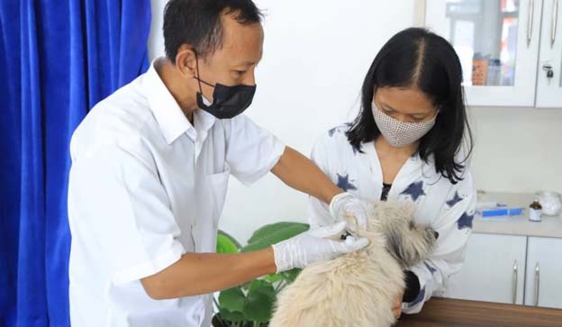 Puskeswan Kota Tangerang Buka Pendaftaran Kastrasi Anabul Gratis