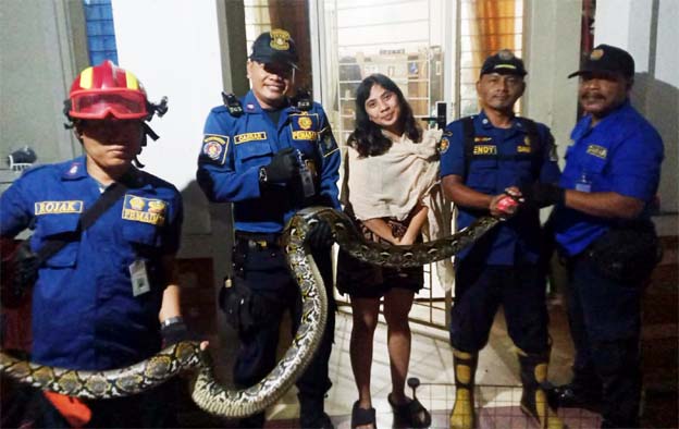 Petugas UPT Damkar Ciledug Evakuasi Ular Sanca dari Rumah Warga