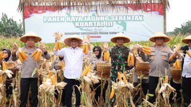 Panen Raya Jagung, Wagub Banten: Peningkatan Kesejahteraan Petani