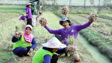 Panen Raya Bawang Merah, Maesyal Rasyid: Topang Kesejahteraan Rakyat
