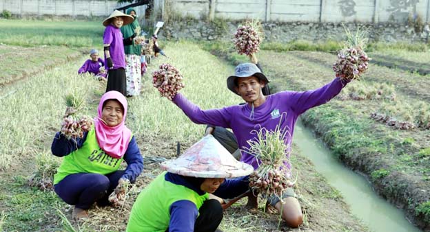 Panen Raya Bawang Merah, Maesyal Rasyid: Topang Kesejahteraan Rakyat