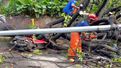 BPBD Kota Tangerang Evakuasi Pohon Tumbang di Jatiuwung