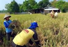 Pemkot Tangerang Gelar Ubinan Produksi Padi di Batuceper