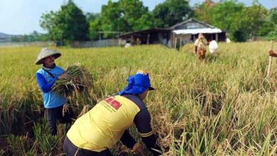 Pemkot Tangerang Gelar Ubinan Produksi Padi di Batuceper