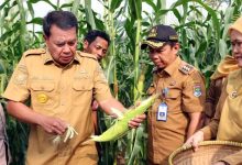 Bupati Tangerang Panen Jagung Pulut di Kecamatan Sukamulya