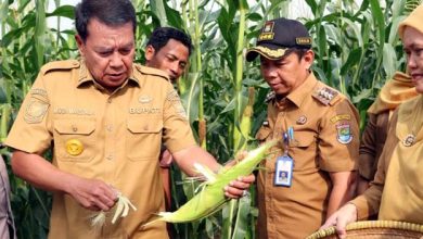 Bupati Tangerang Panen Jagung Pulut di Kecamatan Sukamulya