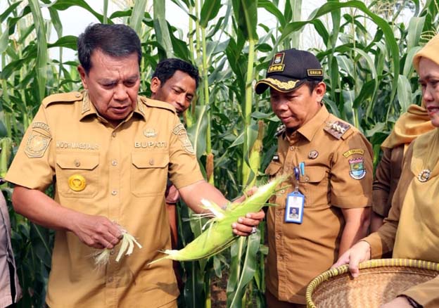 Bupati Tangerang Panen Jagung Pulut di Kecamatan Sukamulya