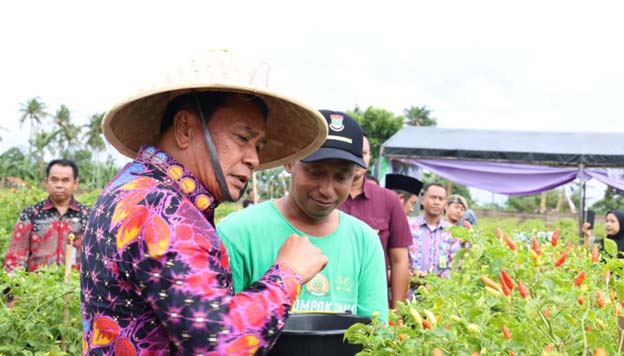 Bupati Tangerang Panen Raya Cabai Bersama Kelompok Tani Berenuk