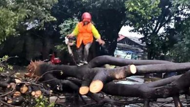 Petugas Gabungan Evakuasi Sejumlah Pohon Tumbang di Kota Tangerang