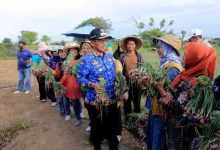 Panen Bawang dan Melon, Sachrudin: Ketahanan Pangan Kota Terjaga