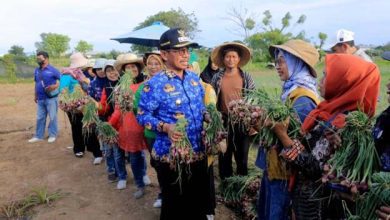 Panen Bawang dan Melon, Sachrudin: Ketahanan Pangan Kota Terjaga