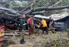Petugas Gabungan Tangani Pohon Tumbang di Wilayah Kota Tangerang