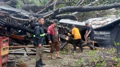 Petugas Gabungan Tangani Pohon Tumbang di Wilayah Kota Tangerang
