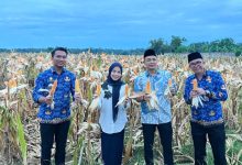 Bupati Serang Ratu Zakiyah Lakukan Panen Jagung di Kopo