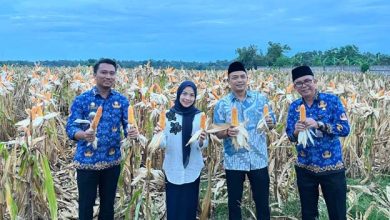 Bupati Serang Ratu Zakiyah Lakukan Panen Jagung di Kopo