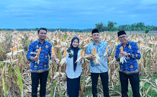Bupati Serang Ratu Zakiyah Lakukan Panen Jagung di Kopo