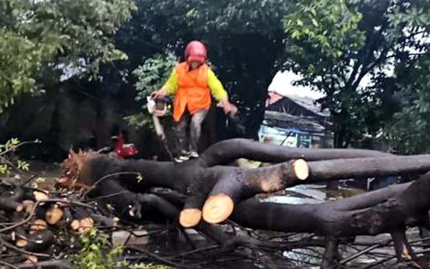Petugas Gabungan Evakuasi Sejumlah Pohon Tumbang di Kota Tangerang