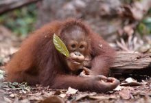 BNI Perkuat Komitmen Konservasi Orangutan dan Badak Jawa