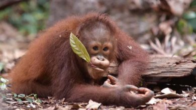 BNI Perkuat Komitmen Konservasi Orangutan dan Badak Jawa