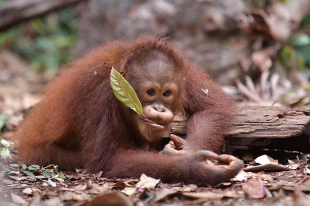 BNI Perkuat Komitmen Konservasi Orangutan dan Badak Jawa