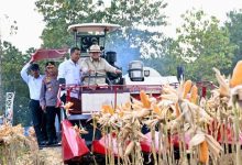Ketahanan Pangan, Presiden Prabowo Turun Langsung Panen Jagung