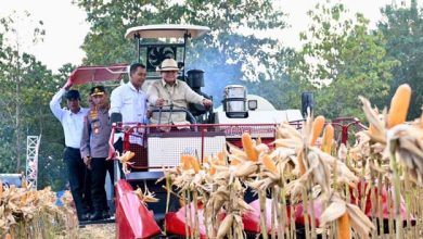 Ketahanan Pangan, Presiden Prabowo Turun Langsung Panen Jagung