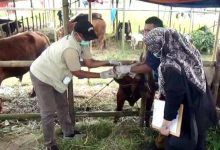 Pemkot Tangerang Vaksinasi 919 Hewan Kurban Jelang Iduladha 1447 H