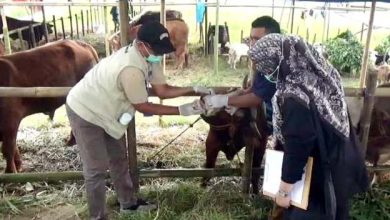 Pemkot Tangerang Vaksinasi 919 Hewan Kurban Jelang Iduladha 1447 H