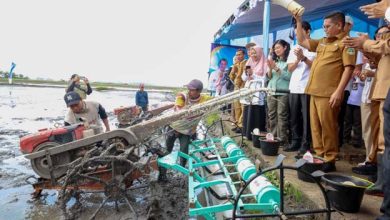 Provinsi Banten Tembus Delapan Besar Lumbung Beras Nasional