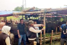 Pemkot Serang Perketat Pengawasan Penjualan Hewan Kurban