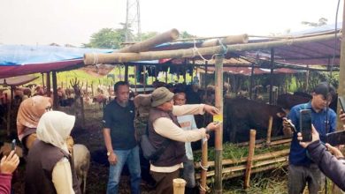 Pemkot Serang Perketat Pengawasan Penjualan Hewan Kurban